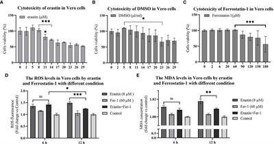 Erastin inhibits porcine epidemic diarrhea virus replication in Vero cells